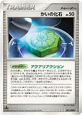 かいの化石