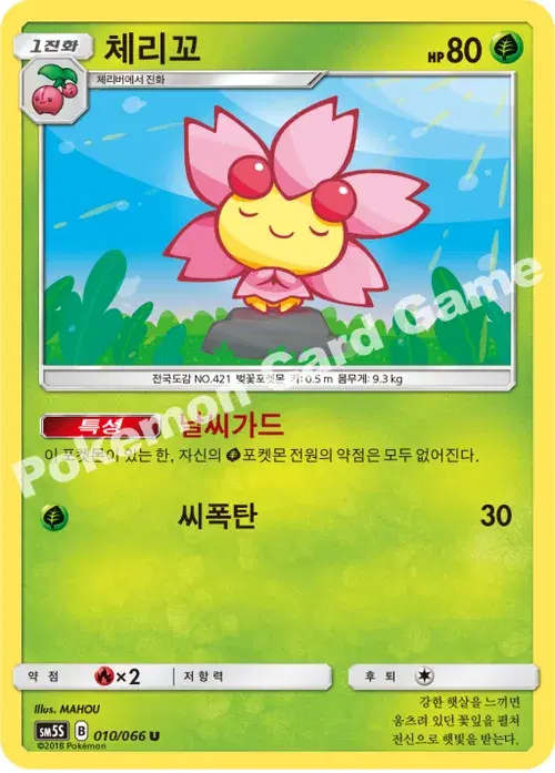 체리꼬