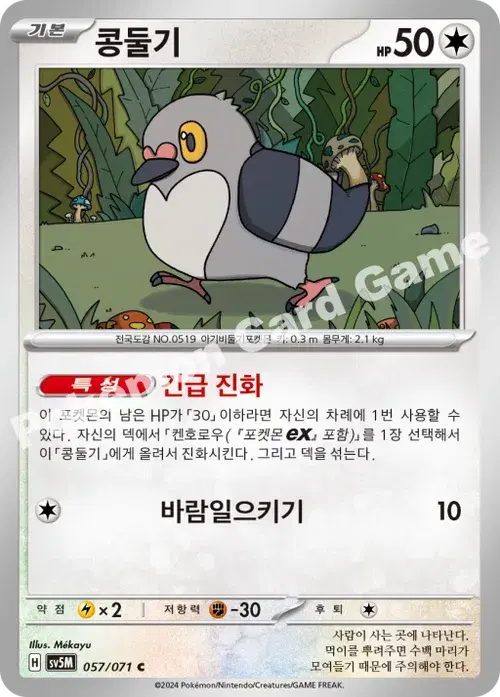 콩둘기